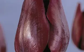 Ronaldo / Роналдо