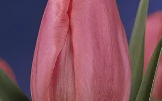 Rosa Listo / Роса Листо