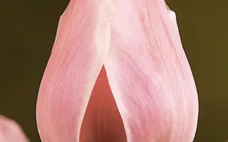 Rosalie / Росалиэ