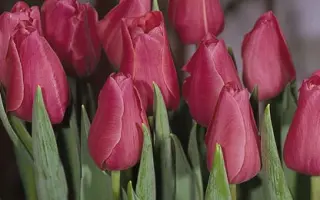 Rosamunde / Росамундэ