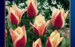 Rosana / Росана