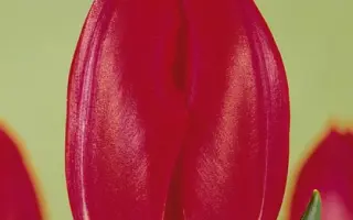 Rose Mark / Росэ Марк