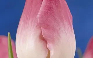 Rose Supreme / Росэ Супрэмэ