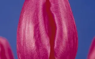 Rose Tendre / Росэ Тэндрэ