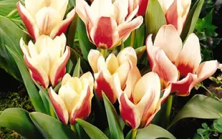 Rosy Dream / Рось Дрэам