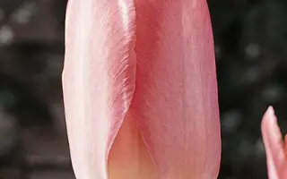 Rosy Wings / Рось Wингс