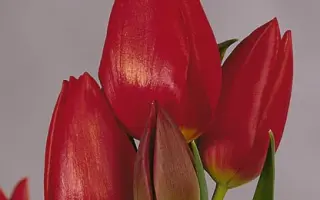 Roulette / Роулэттэ