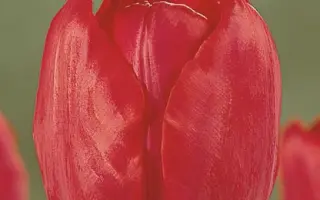 Rover Lady / Ровэр Ладь