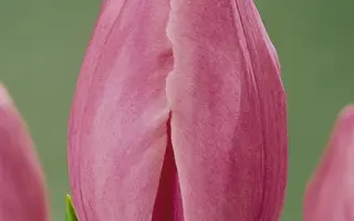 Roxette / Роxэттэ