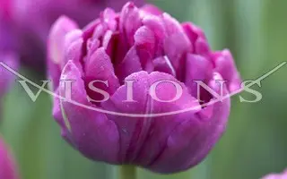 Royal Acres / Роьал Ацрэс