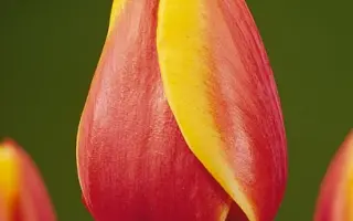 Royal Ad Rem / Роьал Ад Рэм