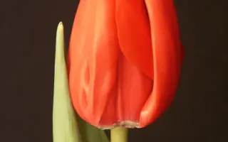 Royal Cardinal / Роьал Цардинал