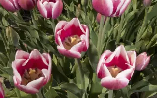 Royal Chic / Роьал Чиц