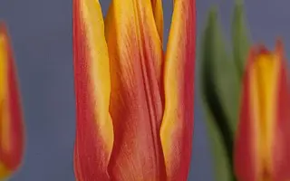 Royal Design / Роьал Дэсигн