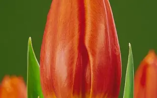 Royal Dutch / Роьал Дутч