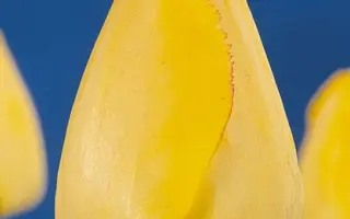 Royal Elegance / Роьал Элэганцэ