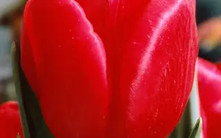 Royal Master / Роьал Мастэр