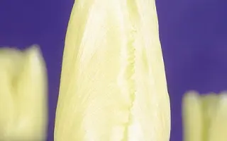 Royal Sphinx / Роял Сфинкс