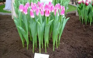 Royal Ten / Роьал Тэн