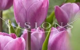 Royal Two / Роьал Тwо