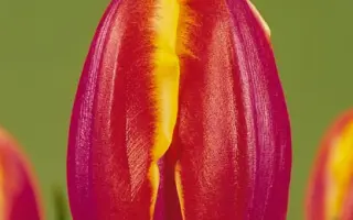 Royal van der Mark / Роьал ван дэр Марк