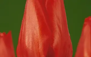 Rubato / Рубато