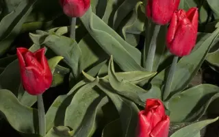 Ruby Prince / Рубь Принцэ