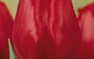 Ruby Red / Рубь Рэд