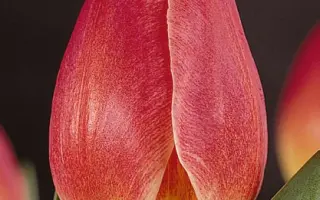 Sacramento / Сацрамэнто