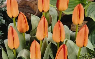 Safari / Сафари