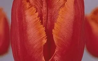 Sagitta / Сагитта