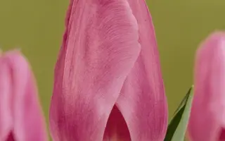 Saint Petersburg / Саинт Пэтэрсбург