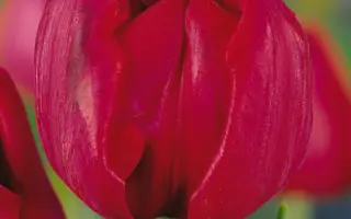 Saint Tropez / Саинт Тропэз