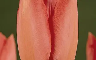 SakГ© / СакГ©