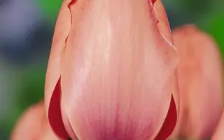 Salmon Impression / Салмон Импрэссион