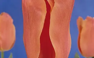 Salmon Jewel / Салмон Еwэл