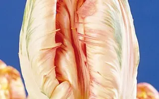 Salmon Parrot / Салмон Паррот