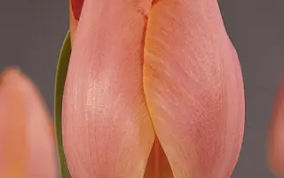 Salmon Pearl / Салмон Пэарл