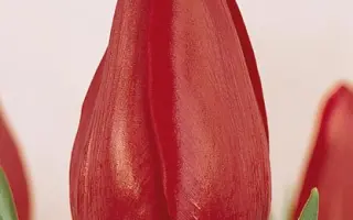 Samson / Самсон