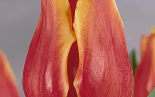 Sandeman / Сандэман