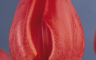 Santpoort's Glory / Сантпоорт'с Глорь