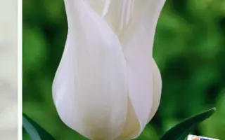 Sapporo / Саппоро