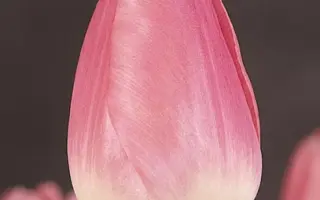 Sauternes / Саутэрнэс