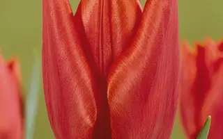 Savannah / Саваннаh