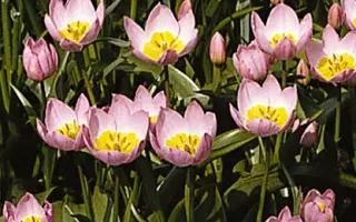 saxatilis / саxатилис