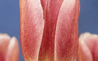 Scandinavia / Сцандинавиа