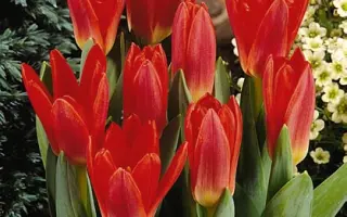 Scarlet Baby / Сцарлэт Бабь