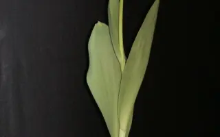 Schermeer / Счэрмээр