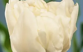 Schoonoord / Счооноорд