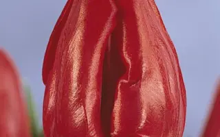 Seadov / Сэадов